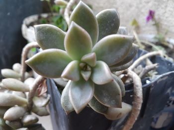 Close-up of succulent plant