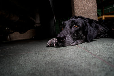 Close-up of black dog resting on floor at night