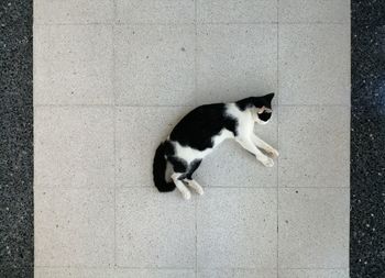 High angle view of cat sitting on floor