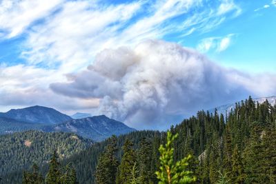 Scenic view of pine trees against sky