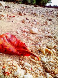 Close-up of a sand on beach