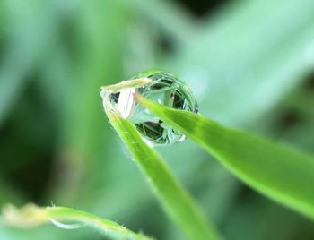 Close-up of insect on plant