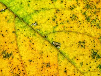 High angle view of insect on yellow leaf