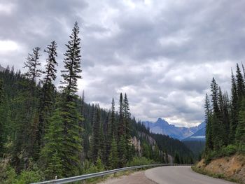 Scenic view of pine trees against sky