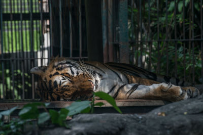 Close-up of cat lying in zoo