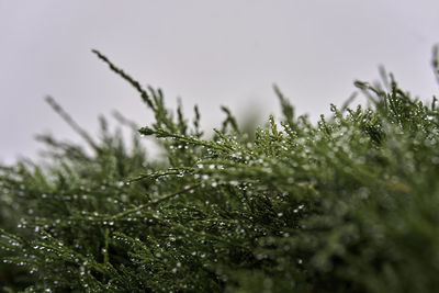 Close-up of wet plant