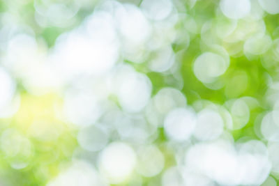 Defocused image of plants