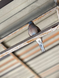 Close-up of bird perching on roof