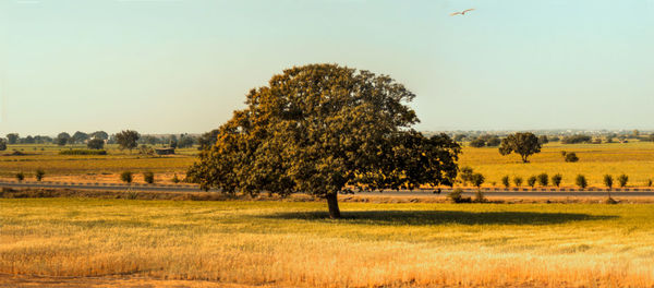 Trees on field against clear sky