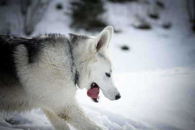 Close-up of a dog on snow