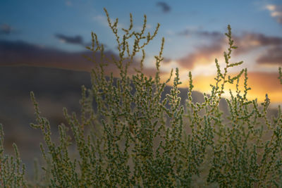 Wild salsola vermiculata plant at sunset