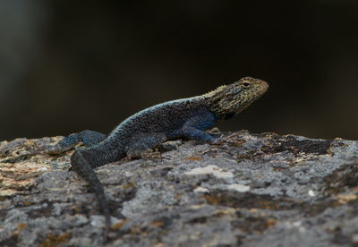 Closeup portrait of a rainbow agama agama agama sunbaking on rocks lake tana, gorgora, ethiopia.