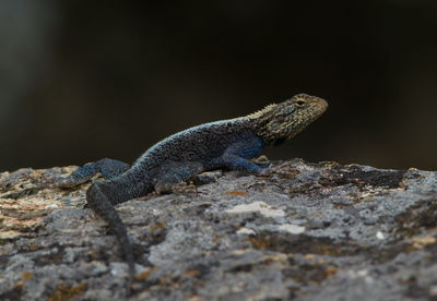 Closeup portrait of a rainbow agama agama agama sunbaking on rocks lake tana, gorgora, ethiopia.