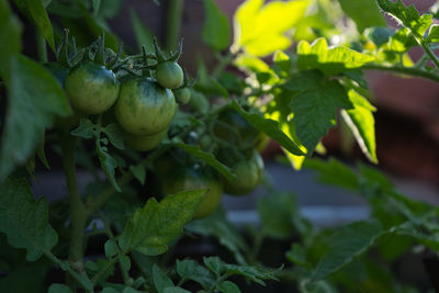 Close-up of fruits growing on plant