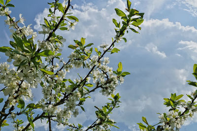 Low angle view of flowering plant against sky