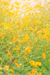 Close-up of fresh yellow flower blooming in field