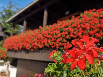 Close-up of red flowering plant