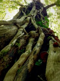 Low angle view of trees