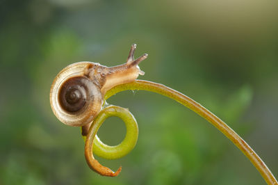 Close-up of snail on plant