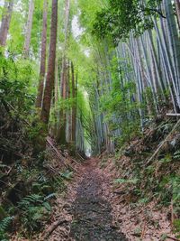 Bamboo trees in forest