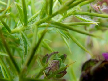 Close-up of plant