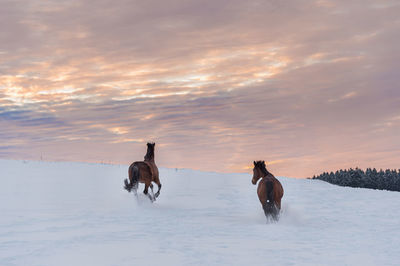 Two westphalian horses run through deep snow. sunset. 