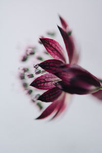 Close-up of pink flower against white background