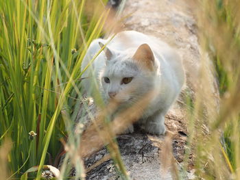 Cat looking away on field