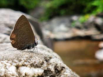 Close-up of butterfly on rock