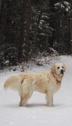 Dog on snow covered tree