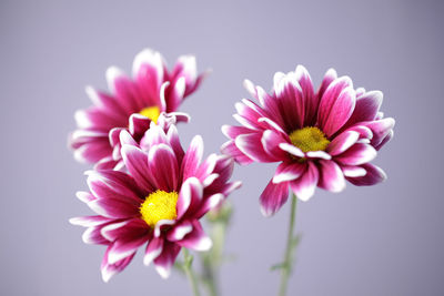 Close-up of pink flower against white background