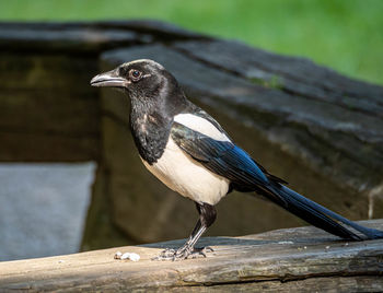 Close-up of bird perching on railing