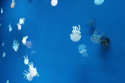 Low angle view of jellyfish