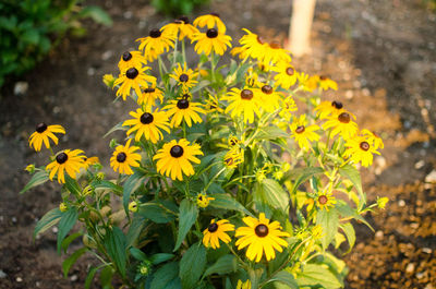 Yellow flowers blooming on field