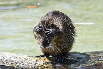 Close-up of an animal