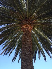 Low angle view of palm tree against sky