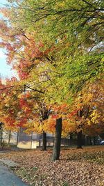 Autumn trees in park