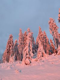 Trees on snow covered landscape against sky