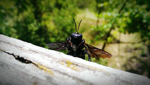 Close-up of plant against blurred background