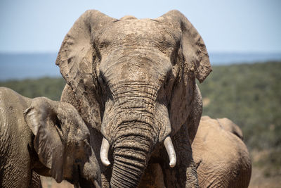 Close-up of elephant