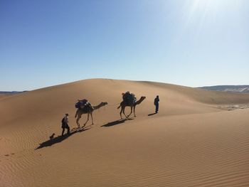 People riding in desert against clear blue sky