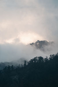 Scenic view of forest against sky