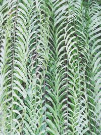 Close-up of fresh green plants