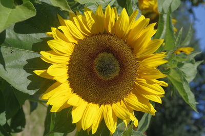 Close-up of yellow sunflower