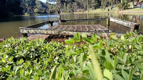Bird on plants by lake