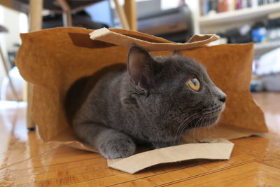 Close-up of cat hiding in paper bag on hardwood floor