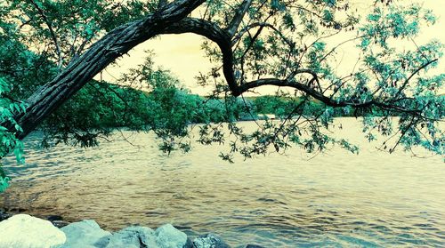 Bare trees by river