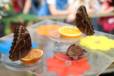 Close-up of butterflies