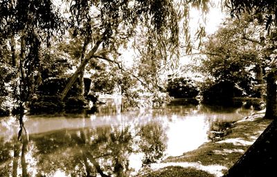 Scenic view of lake in forest