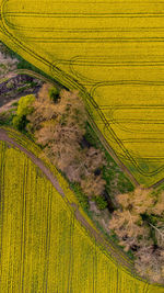 Scenic view of agricultural field